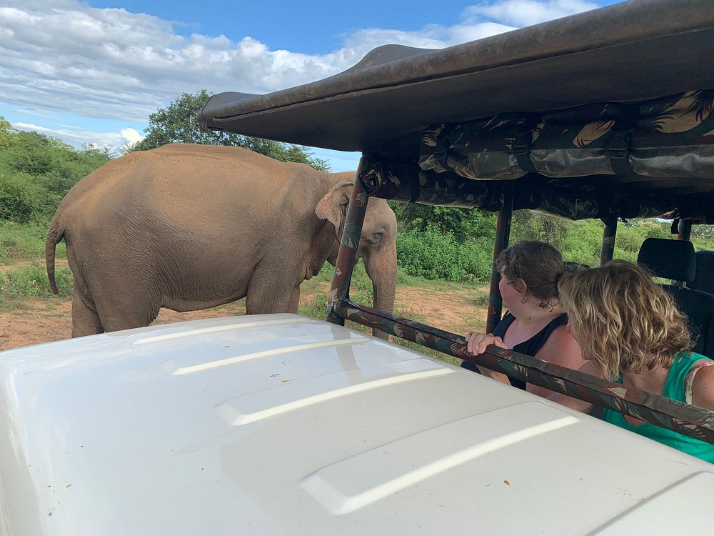 Wild elephants at waterhole